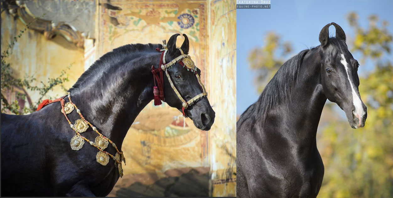 Marwari HorsesEquine Photography By Ekaterina Druz